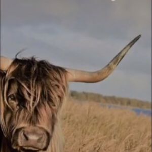 Meet your Posher, Nora